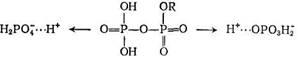 активный комплекс представляет собой сложный протонированный эфир фосфорной кислоты